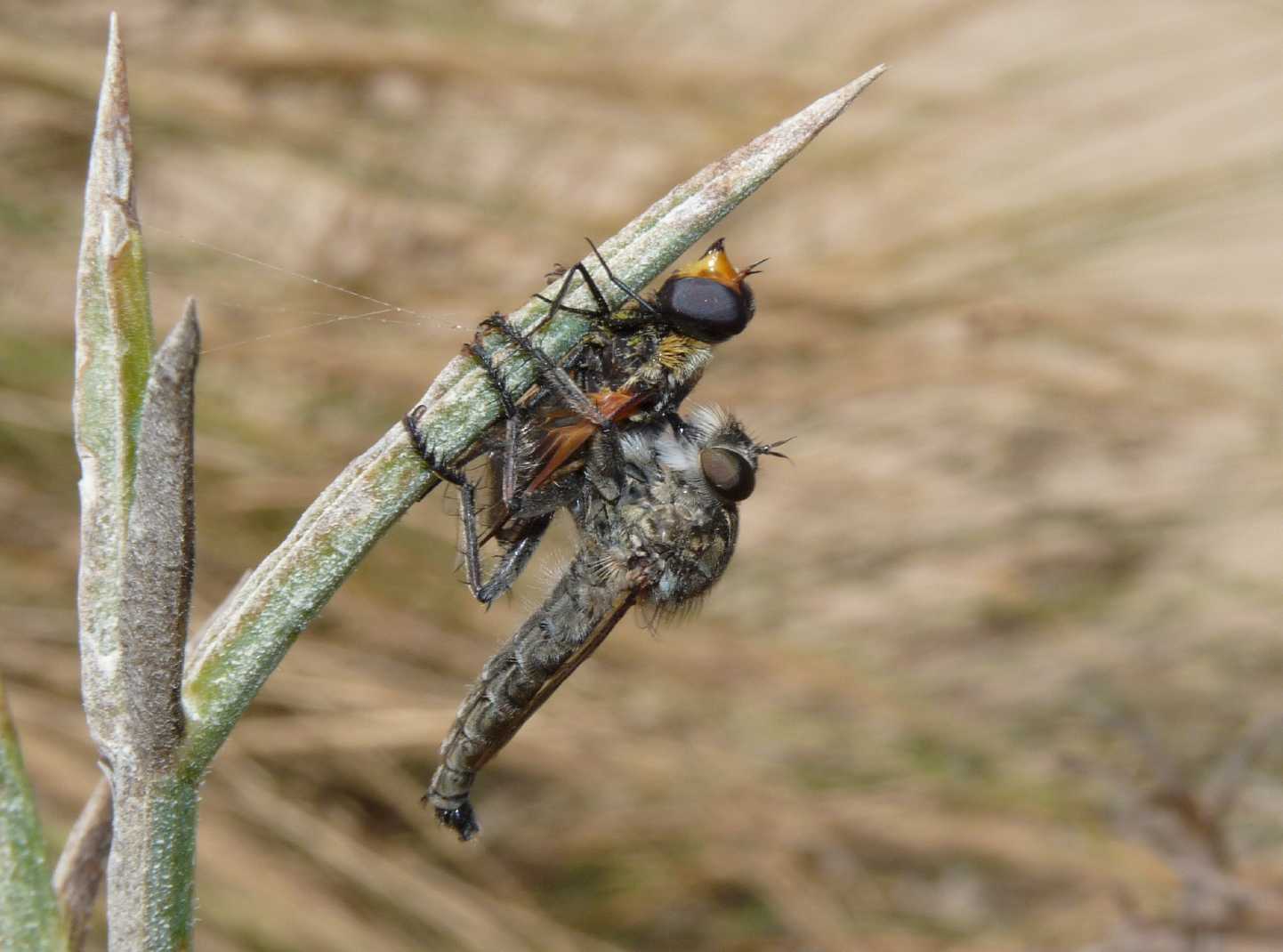 Asilidae con preda ( la preda  Exoprosopa rutila)